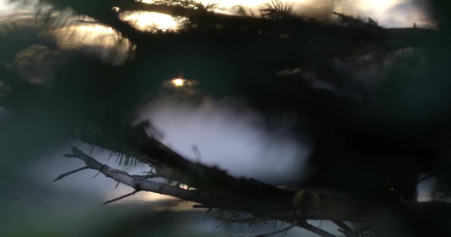 The sun setting through the branches of a tree