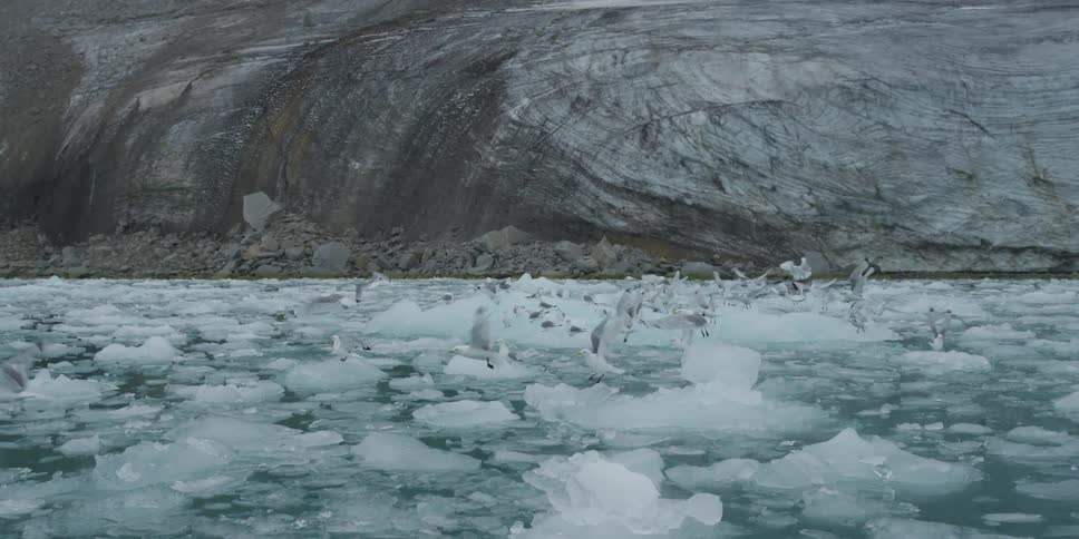 Seagulls fly from ice chunks