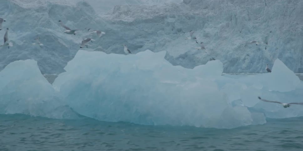Seagulls fly from a glacier