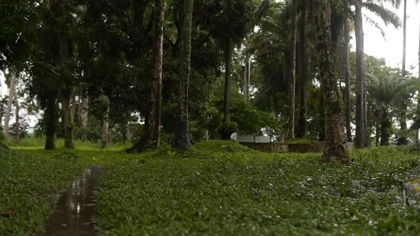 Rain drops fall on a lush grass area