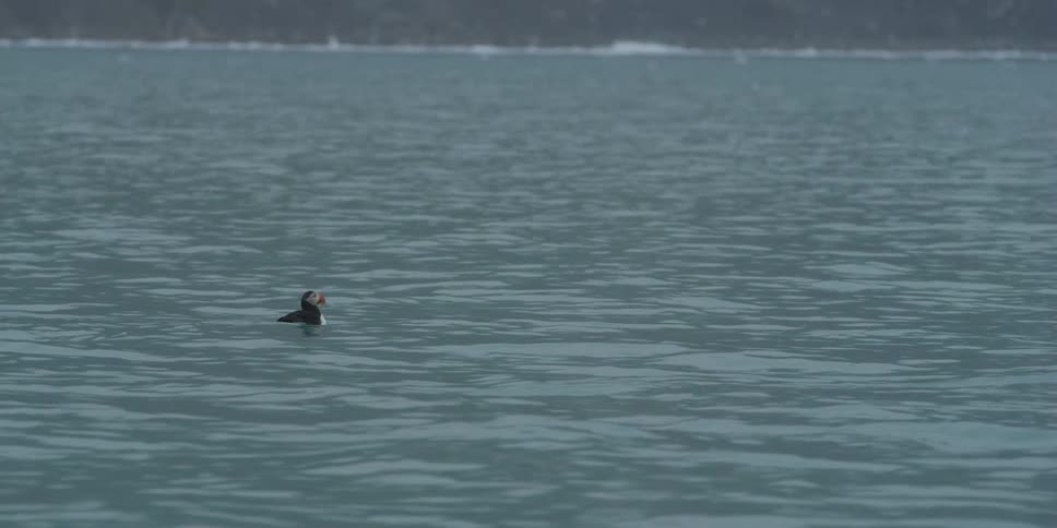 A bird floating in the water