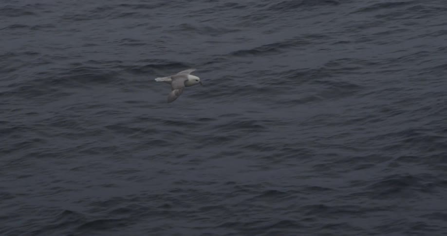 A seagull flies over water