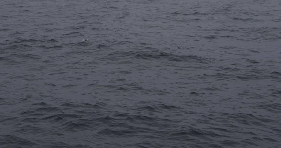 A bird flying over some water