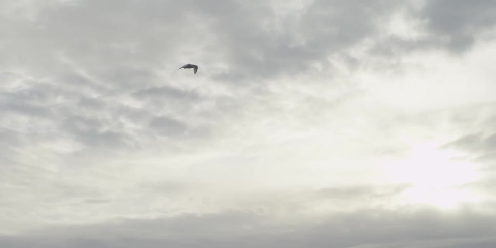 A bird flies on an overcast day