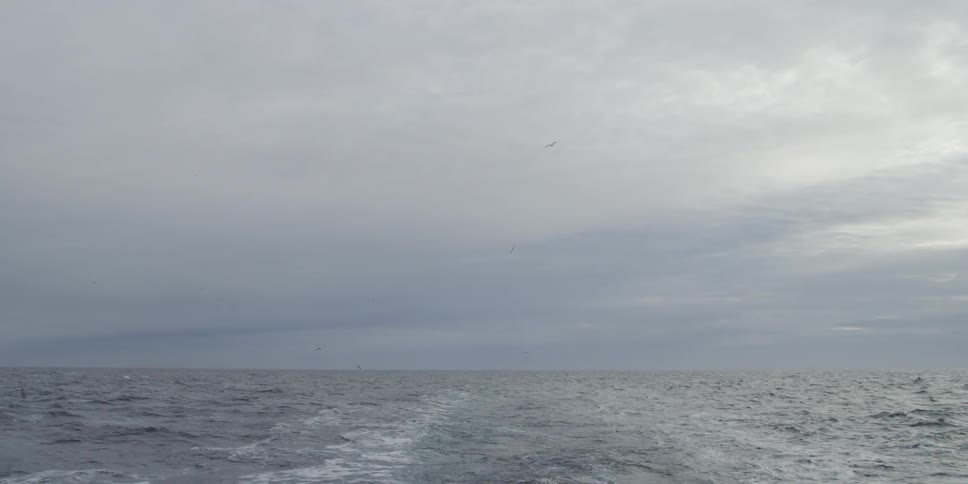 Birds flying over the ocean