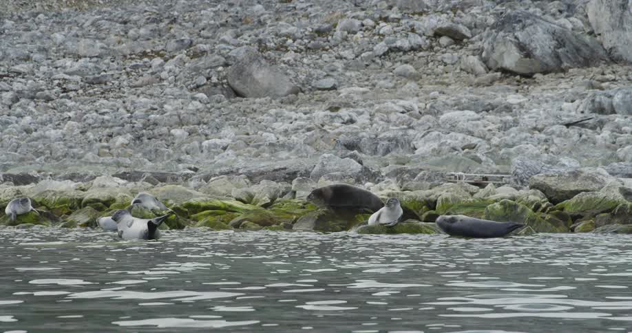 Seals sleeping on rocks next to water