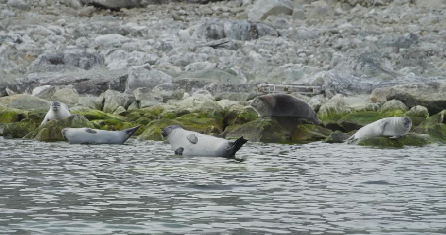 Seals lay on rocks next to the ocean