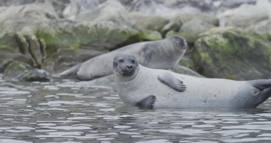 A couple of seals hanging out by the water