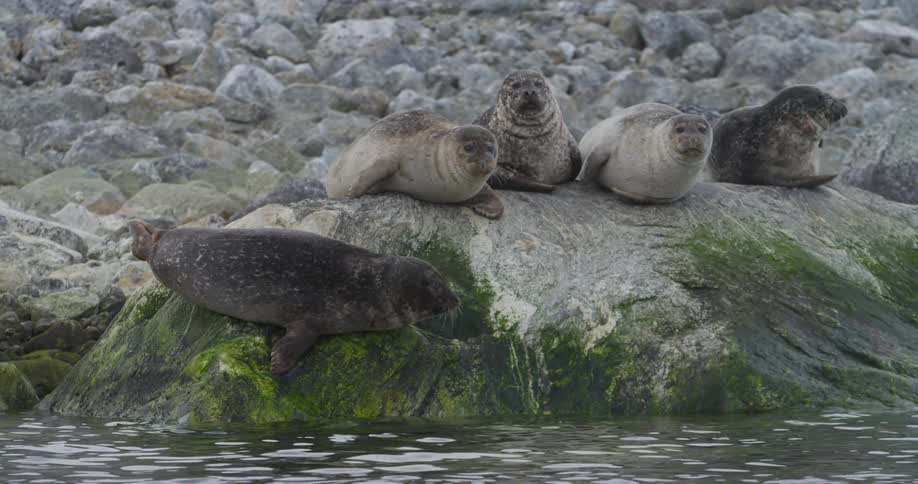 Row of seals sitting together on rocks by the water