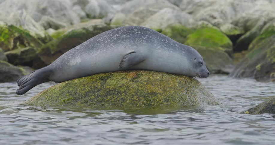A seal lays on an algae covered rock
