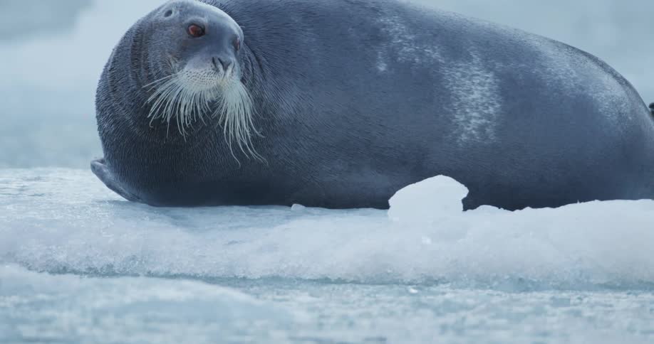 A large seal lays on ice