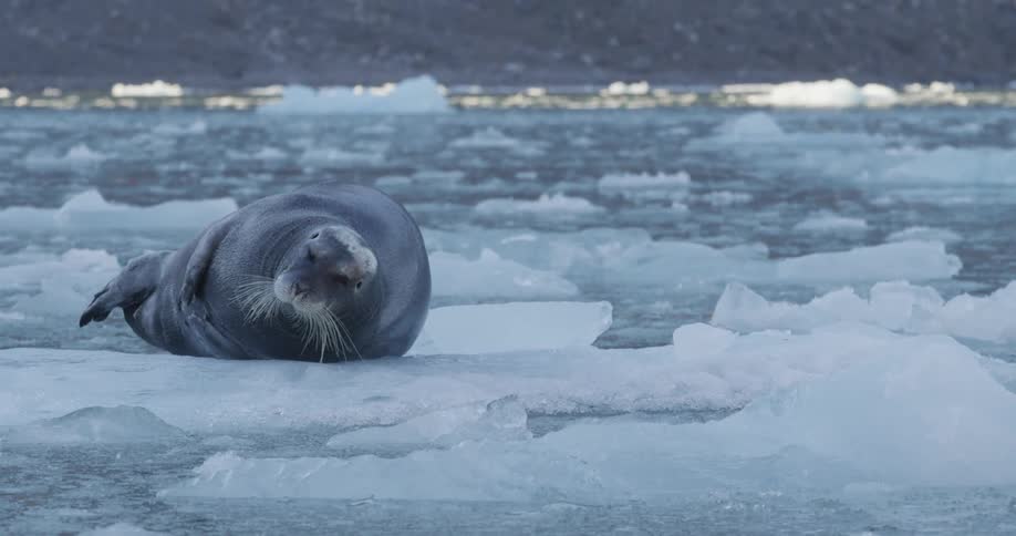 A large seal lays on ice