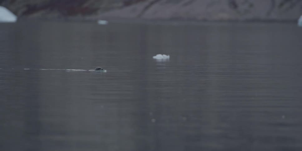 A seal swimming