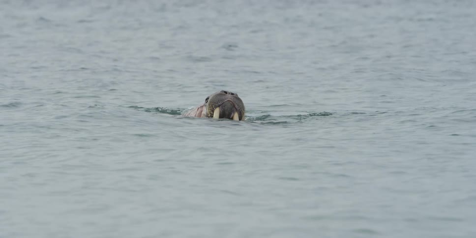 Water is gently waving in the currents while a walrus breaches