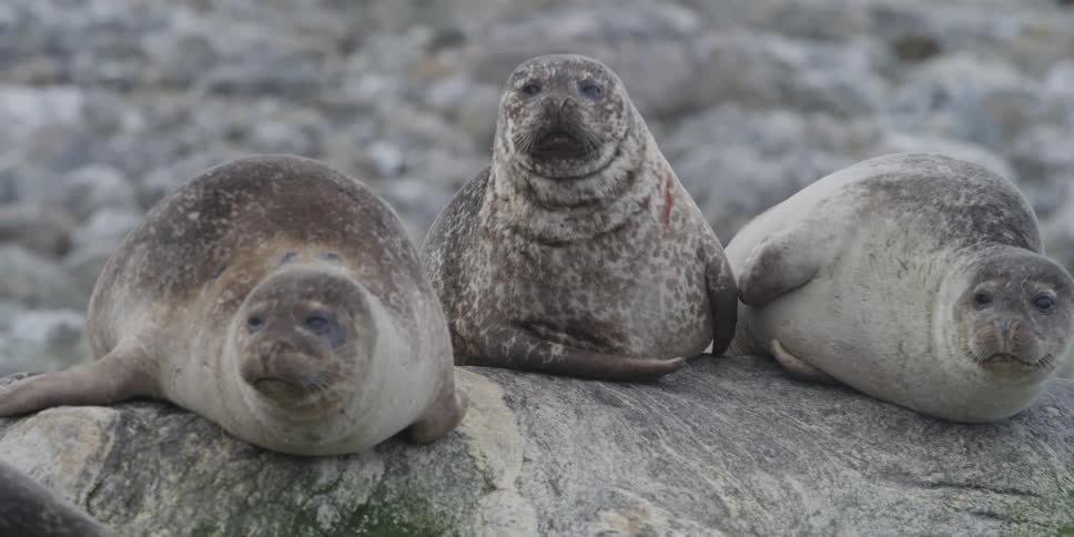 Seals lay on a rock