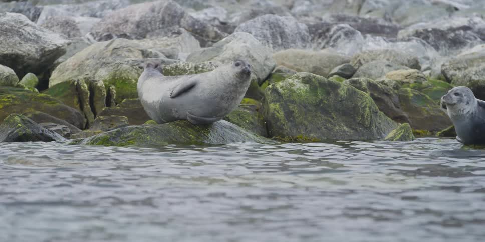 Seals lay on rocks next to the ocean