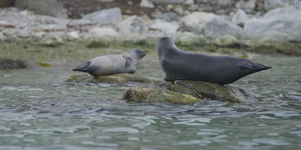 A group of seals laying on rocks