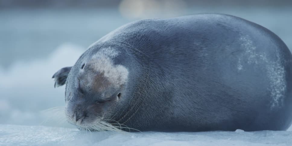 A seal laying on the ice