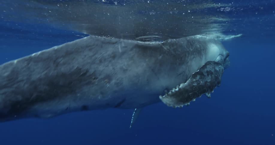 A whale swims in the ocean