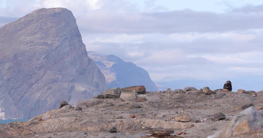 Two animals run up a mountain
