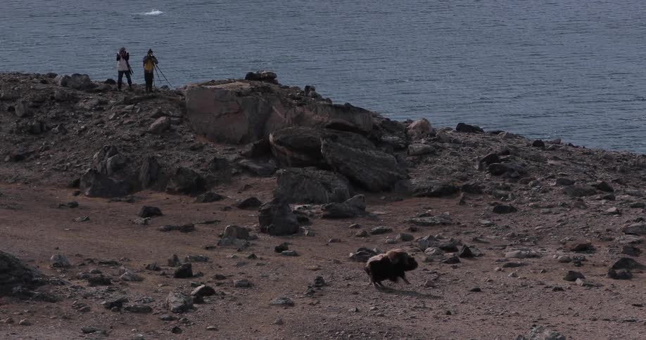 Animal runs down beach while people watch