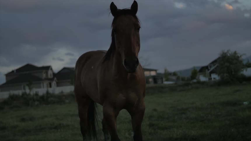 A horse standing in a pasture at dusk