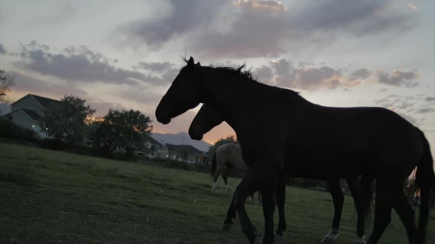Two horses are in a pasture at dusk