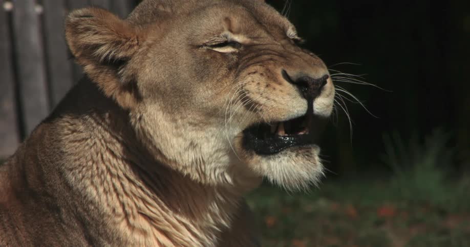 A lion sticks out its tongue
