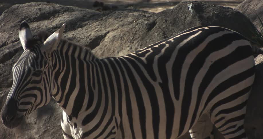 Large zebra standing by some rocks looking around on a sunny day