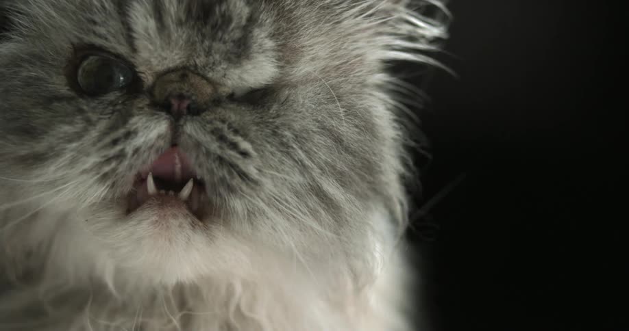 Furry cat licks its nose