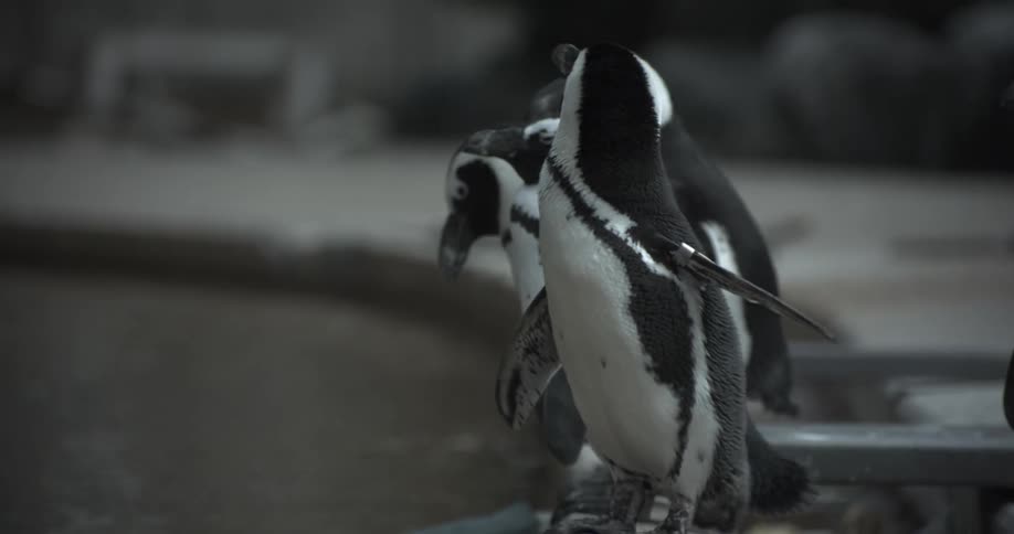 A penguin shaking its head in front of other penguins