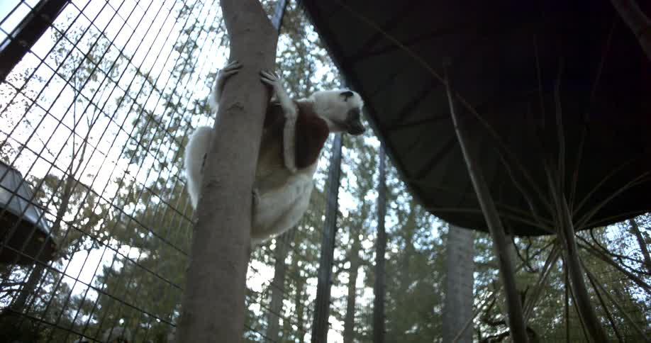 Monkey jumping and climbing in a caged area