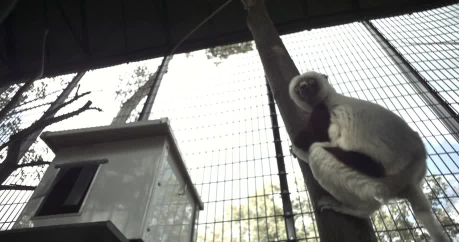 A lemur jumps onto a tree branch