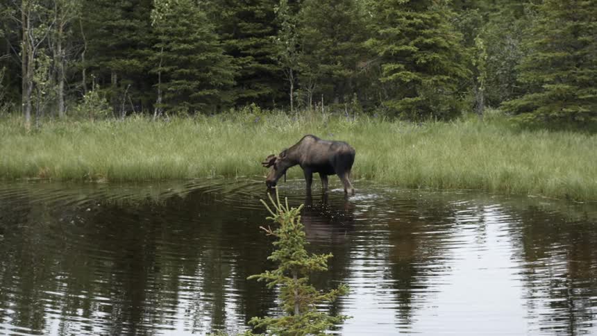 A moose drinks from a pond in the forest