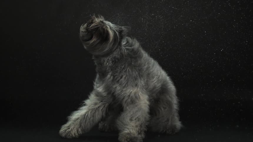 A dog shakes water off its coat in slow motion