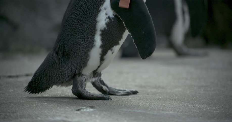 Penguins walking on a solid surface