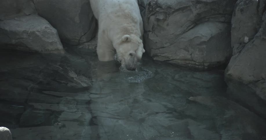 A polar bear lifting its head out of water