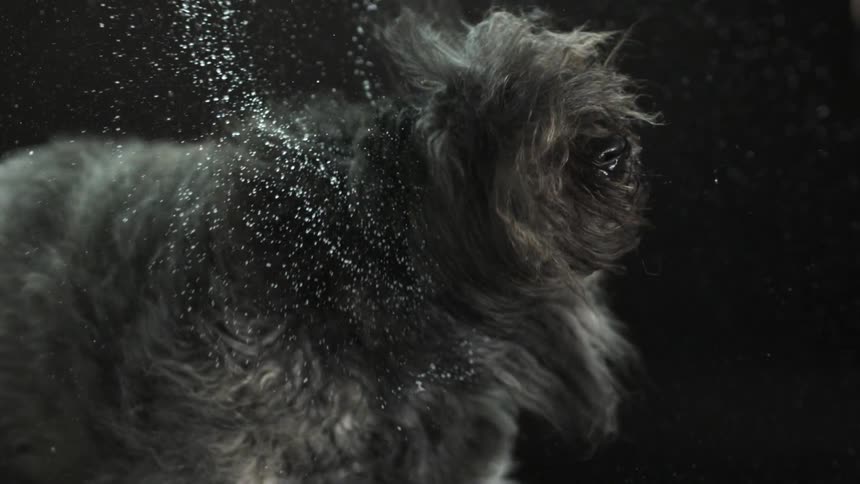 Hairy wet dog shakes water in slow motion