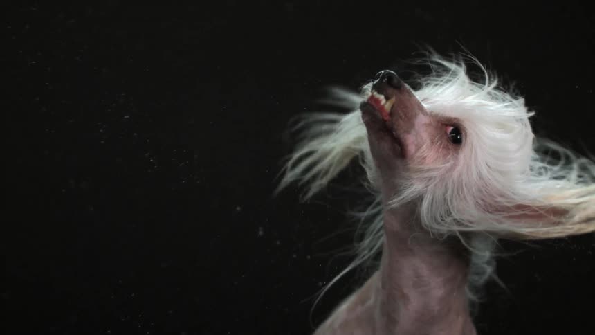 Chinese crested dog shaking its head