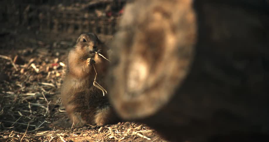 Small furry mammal chewing something next to a fallen log