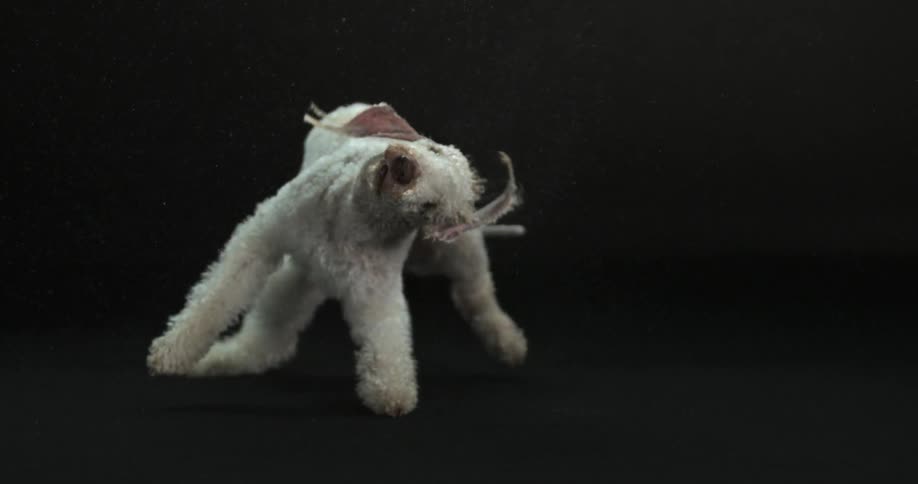 Slow-motion video of a white poodle twisting its body to rid itself of water in its fur