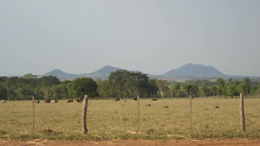 Cows grazing in a field