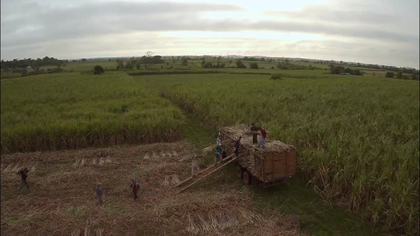 People organizing loads of vegetation onto a large container using ladders
