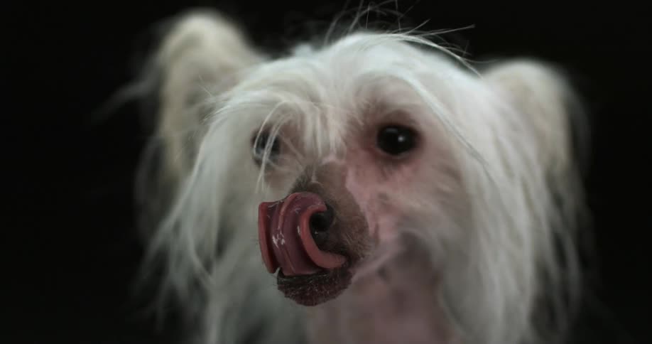 A white dog licking its nose in slow motion