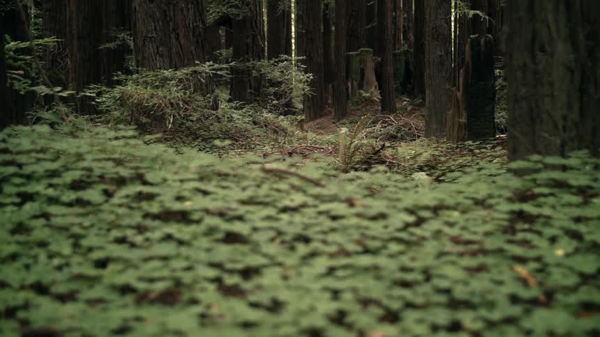 Plants grown in old forest