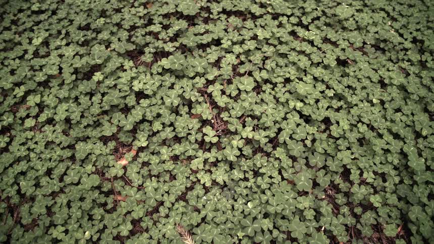 A field of clovers