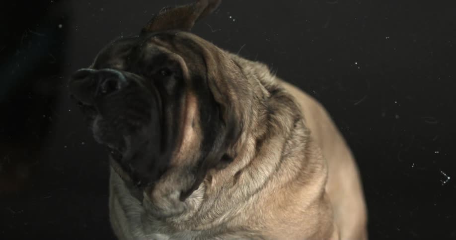 Dog shaking drool all over the place