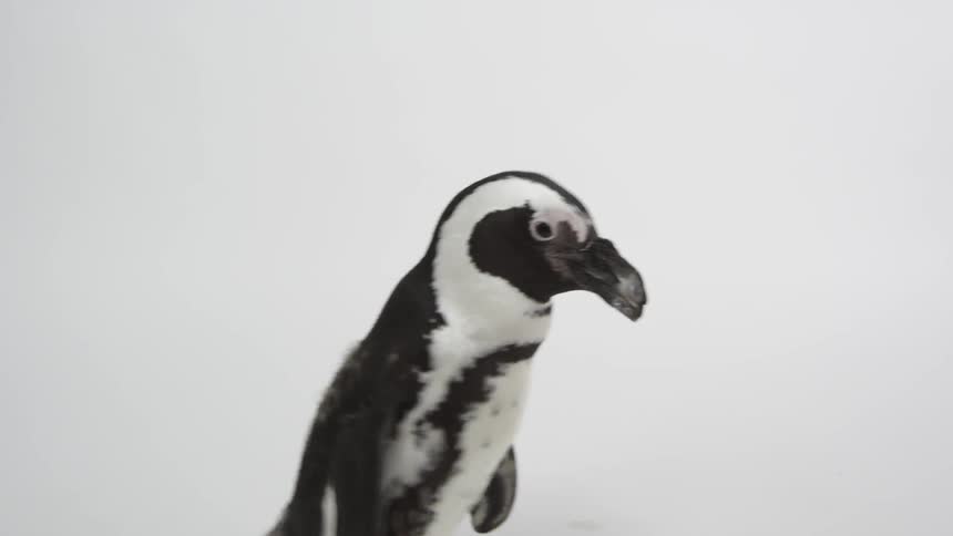 A penguin walks by