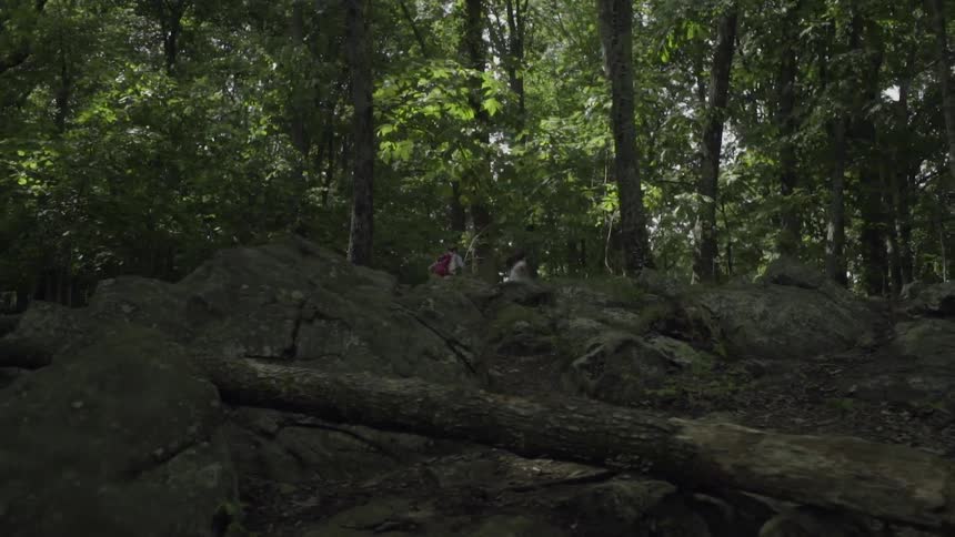 People hike through a forest