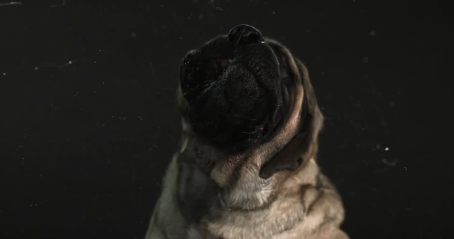 A dog shaking water off